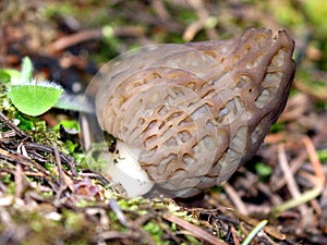 Morel Mushroom up Close