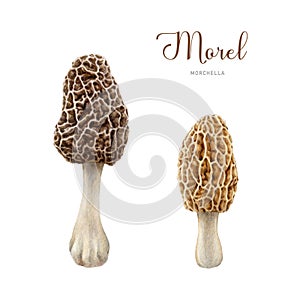 Morel mushroom watercolor illustration set. Hand drawn morchella fungus element. Tasty edible mushroom on white