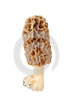 Morel mushroom on white background