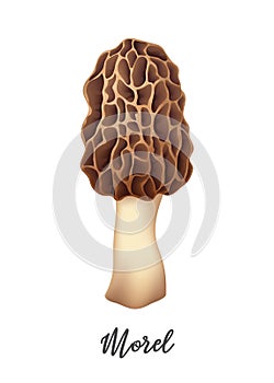 Morel Mushroom on white background, natural food ingredient, realistic vector illustration