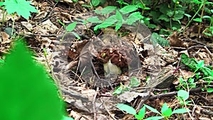 Morel mushroom in the woods