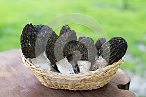 Morel mushrooms