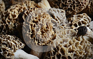 Morel Mushrooms