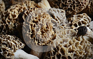 Morel Mushrooms photo