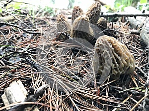 Morel Mushrooms On Craig Mountain Wilderness