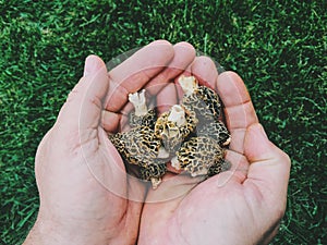 Morel mushrooms photo