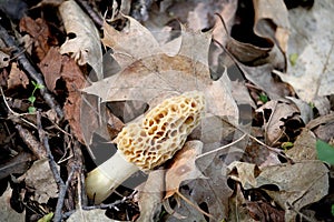 Morel mushrooms on forest floor.