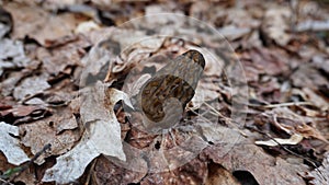 Morel mushrooms growing on a log. Wild edible mushrooms