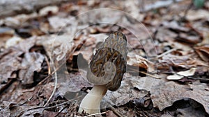 Morel mushrooms growing on a log. Wild edible mushrooms