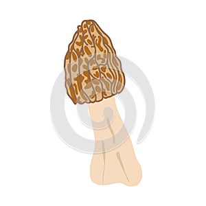 Morel mushrooms. Hand drawn trendy flat style. Vegetarian food