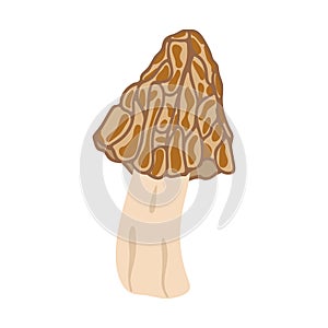 Morel mushrooms. Hand drawn trendy flat style. Vegetarian food