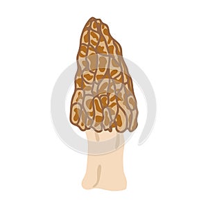 Morel mushrooms. Hand drawn trendy flat style. Vegetarian food