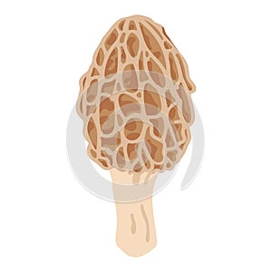 Morel mushrooms. Hand drawn trendy flat style. Vegetarian food