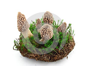 Morel mushrooms isolated