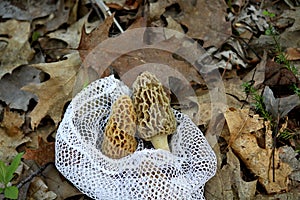 Morel mushrooms in a mesh bag.
