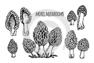 Morel mushrooms Vector