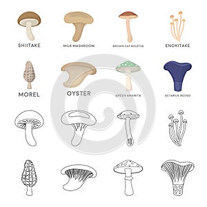 Morel, oyster, green amanita, actarius indigo.Mushroom set collection icons in cartoon,outline style vector symbol stock photo