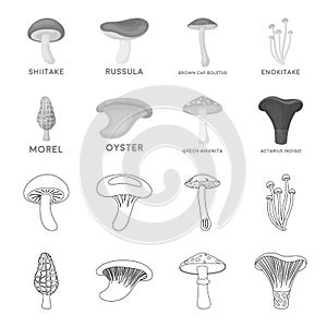Morel, oyster, green amanita, actarius indigo.Mushroom set collection icons in outline,monochrome style vector symbol photo