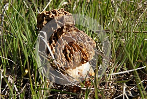 The morel of the steppes