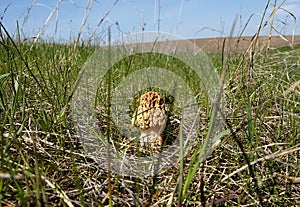 The morel of the steppes