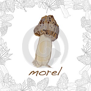 Morel, yellow morel, true morel and sponge morel - edible mushrooms Morchella esculenta