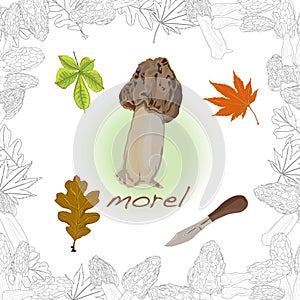 Morel, yellow morel, true morel and sponge morel - edible mushrooms Morchella esculenta