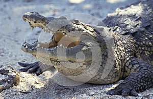 MORELET`S CROCODILE crocodilus moreletii, ADULT WITH OPEN MOUTH, HONDURAS