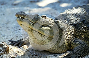 Morelet`s Crocodile, crocodilus moreletii, Head of Adult, Honduras