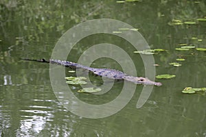 Morelet's crocodile, Crocodylus moreleti photo
