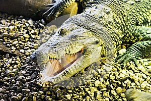 Morelet's Crocodile (Crocodylus moreletii)
