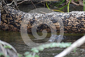 Morelet's crocodile, Crocodylus moreletii, Belize