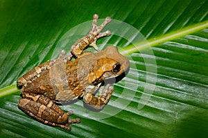 Moreletl`s Tree Frog, Agalychnis moreletii, in the nature habitat, night image. Frog with big green leave, back light. Animal in t