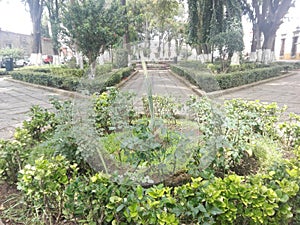 Morelia green garden