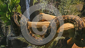Morelia Spilota carpet rhombic python hanging on a tree branch