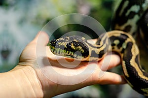 Morelia spilota cheynei, or the jungle carpet python