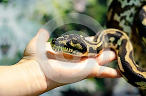 Morelia spilota cheynei, or the jungle carpet python