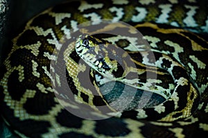 Morelia spilota cheynei, or the jungle carpet python