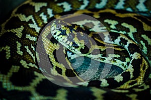 Morelia spilota cheynei, or the jungle carpet python