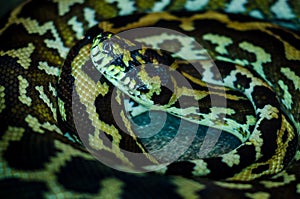Morelia spilota cheynei, or the jungle carpet python