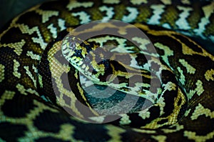 Morelia spilota cheynei, or the jungle carpet python