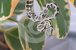 Morelia spilota hanging on leaves of rubber fig and curled up. Snake, exotic pet.