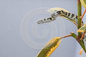 Morelia spilota on the leaf of rubber fig and looking away on grey background. Snake. Exotic pet. Poster, wallpaper.