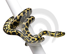 Morelia spilota variegata python, 1 year old