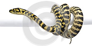 Morelia spilota variegata python, 1 year old