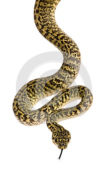 Morelia spilota variegata, a subspecies of python photo