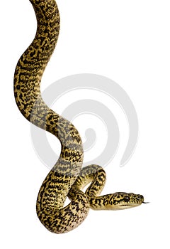 Morelia spilota variegata, a subspecies of python photo