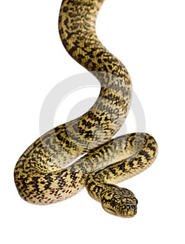 Morelia spilota variegata, a subspecies of python photo