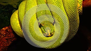 Morelia viridis, commonly known as the green tree python