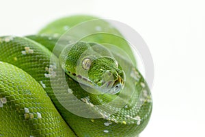 Morelia viridis phyton snake on bambu stick