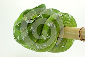 Morelia viridis phyton snake on bambu stick photo